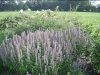 thumbs_border