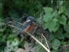 thumbs_ijsvogel